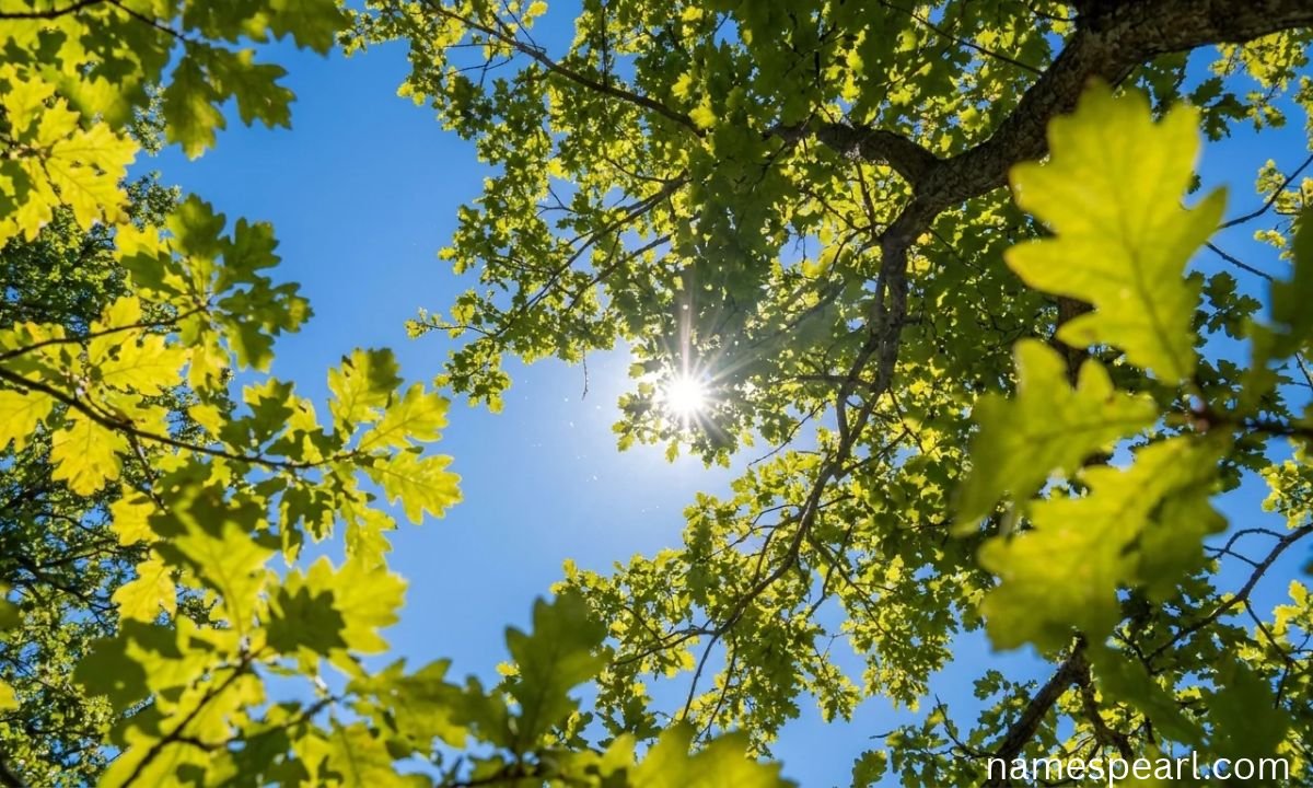 Japanese names connected to daylight and clear skies, represented by sunlight shining through green leaves